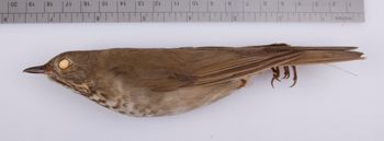 Media type: image;   Ornithology 209097